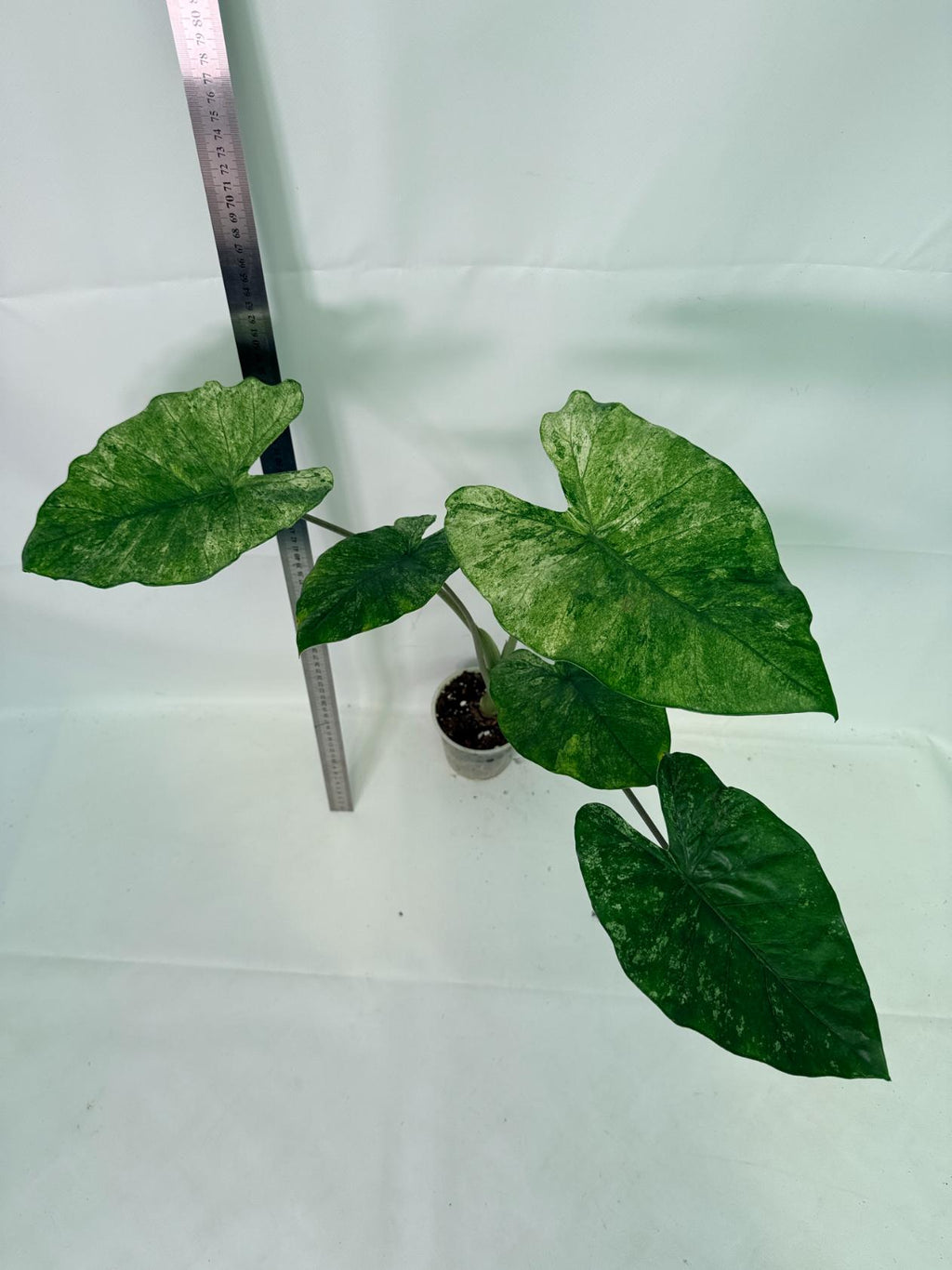 Alocasia Macrorrhiza Variegata