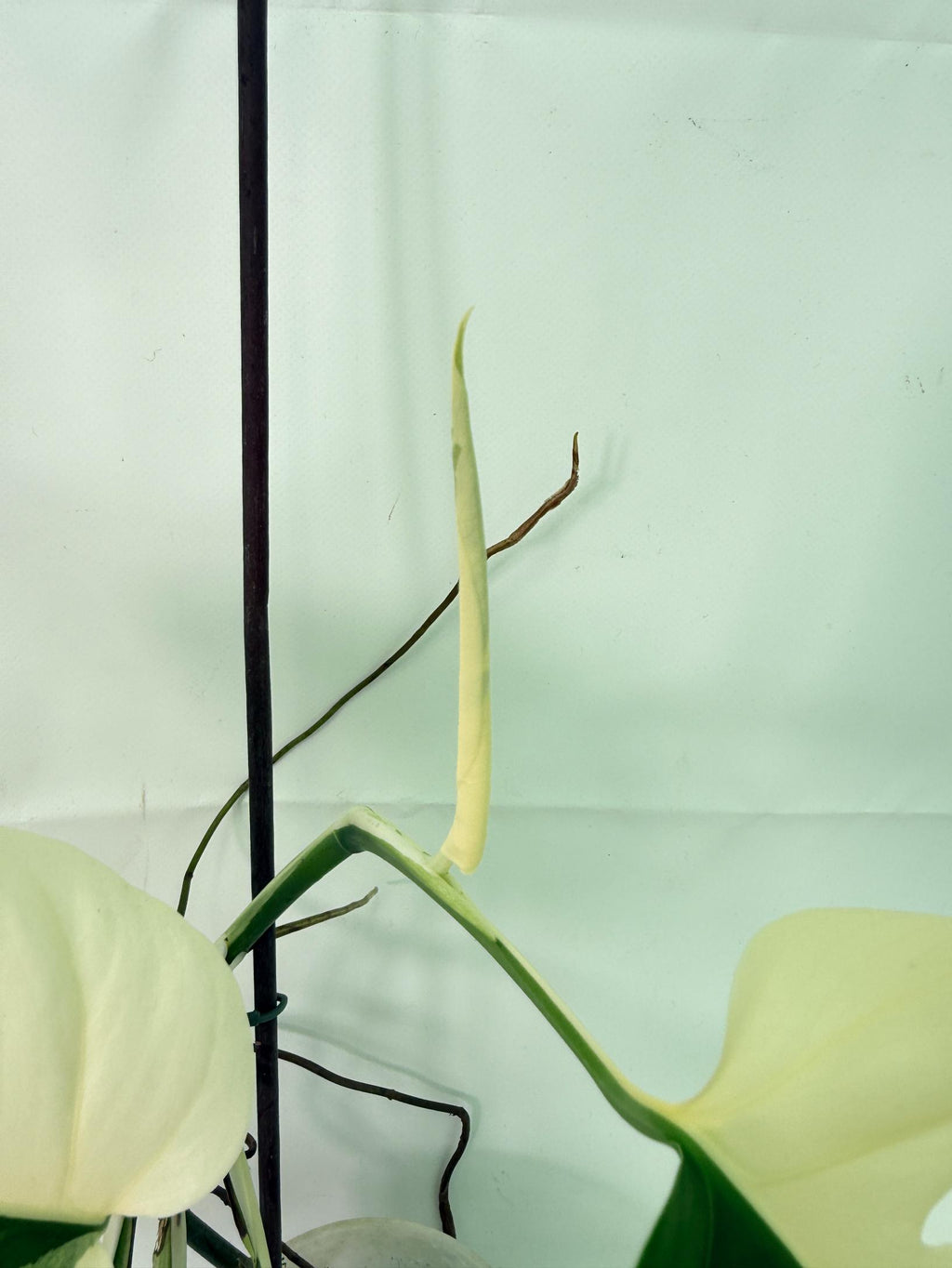 Monstera Albo Variegata HALF MOON