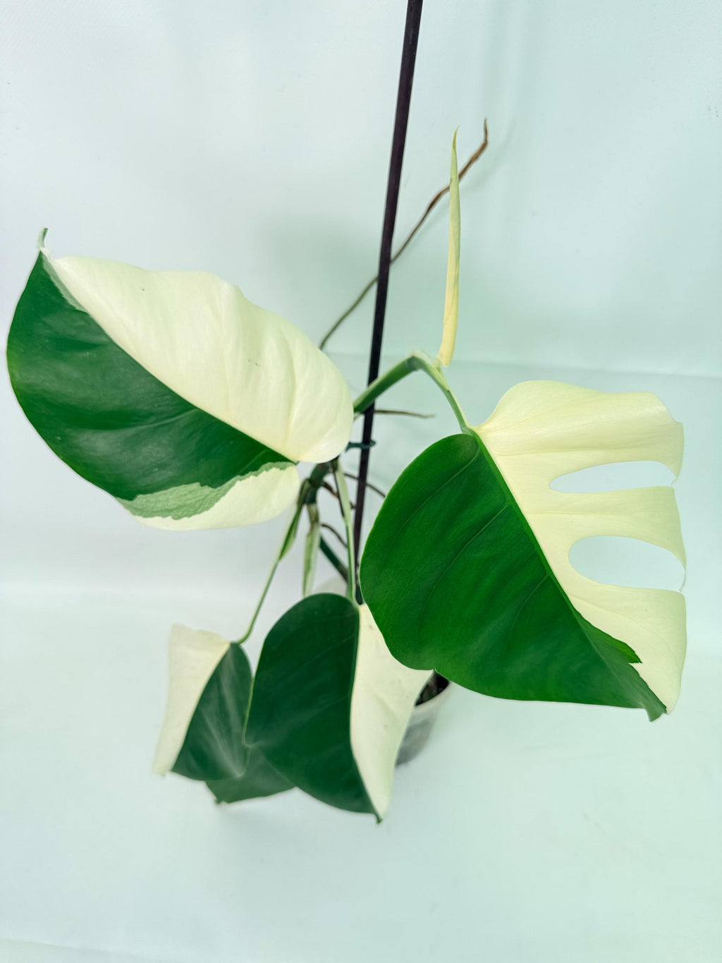 Monstera Albo Variegata HALF MOON