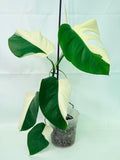 Monstera Albo Variegata HALF MOON