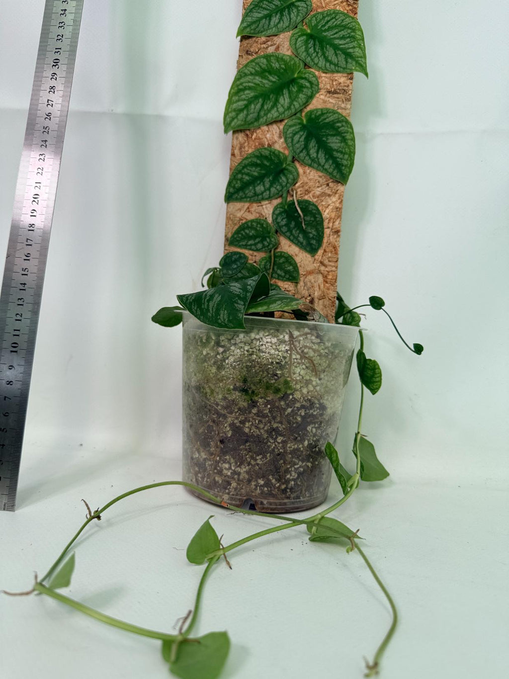 Monstera Dubia