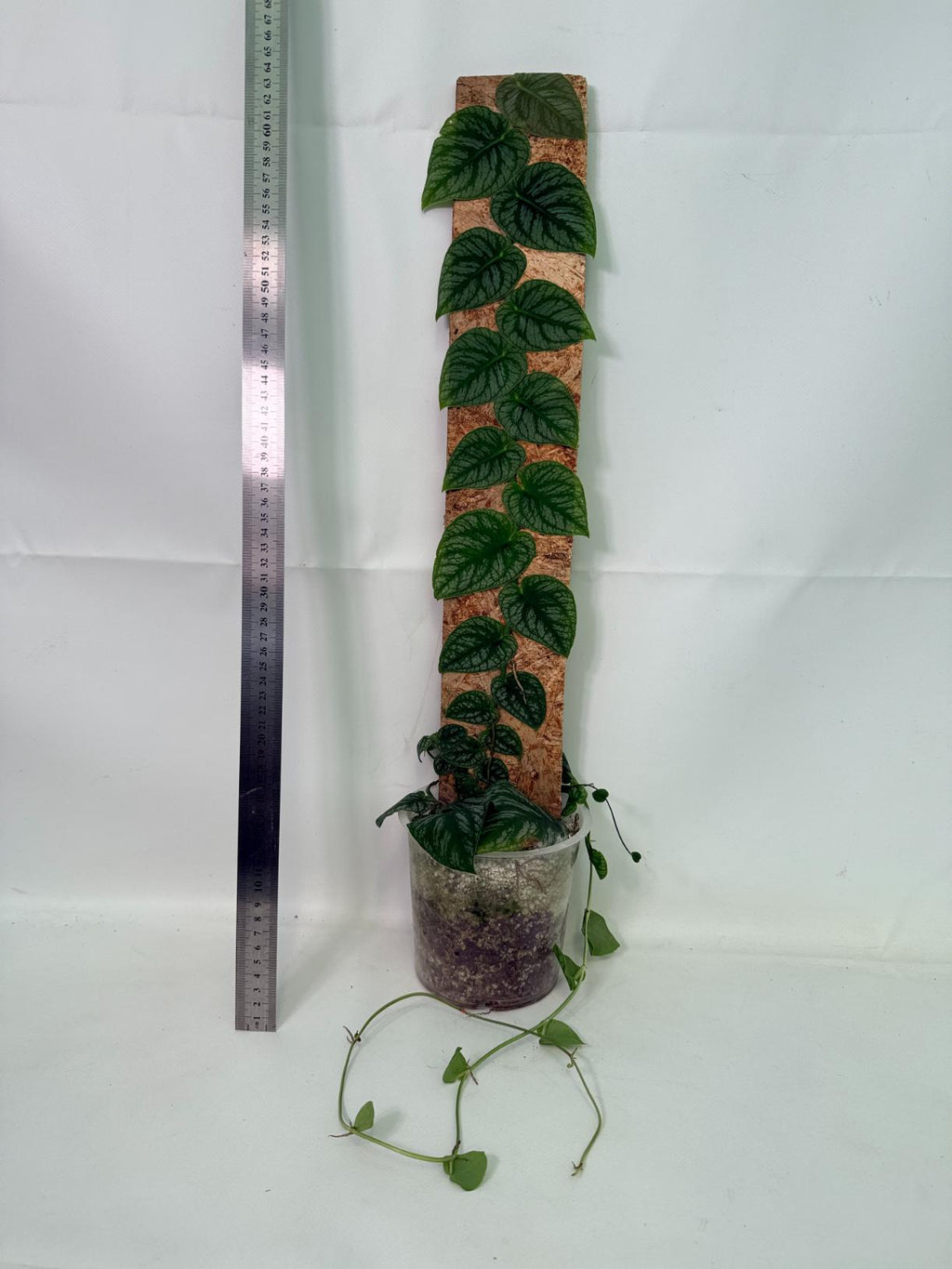 Monstera Dubia