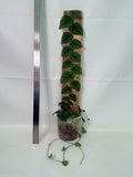 Monstera Dubia