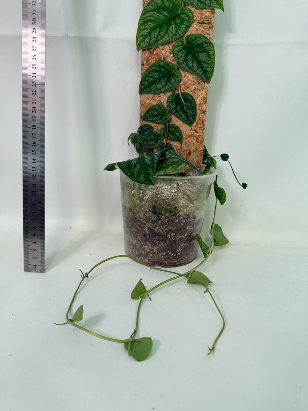 Monstera Dubia