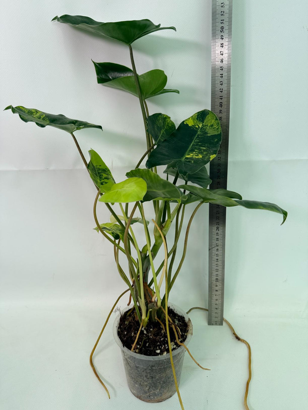 Philodendron Burle Marx Variegata